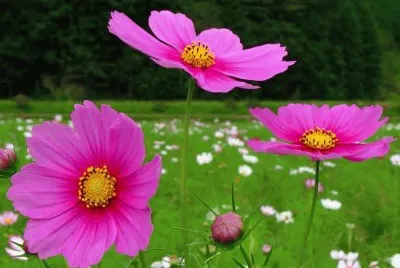 flores