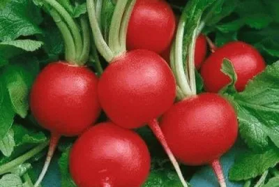 legumes
