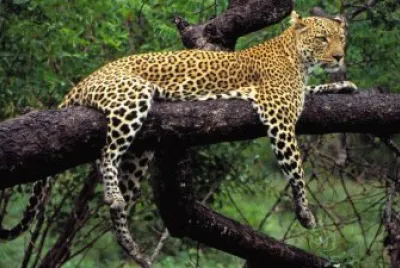 leopardo
