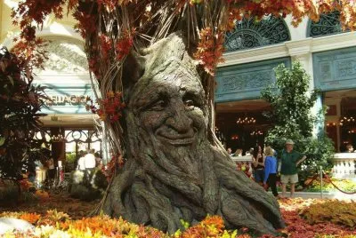 Arbol-Pocahontas