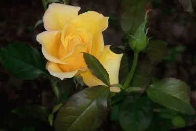 Imagenes jigsaw puzzle