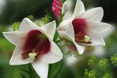 Imagenes jigsaw puzzle