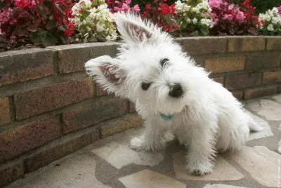 Imagenes jigsaw puzzle