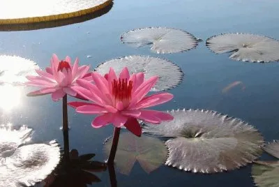 Imagenes jigsaw puzzle