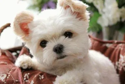 Imagenes jigsaw puzzle