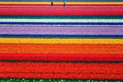 tulip fields-holland jigsaw puzzle