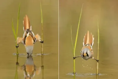 Aves