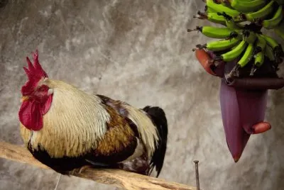 Brazilian still life