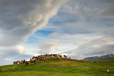 horse farm Iceland