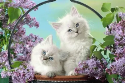 White Kittens in Basket