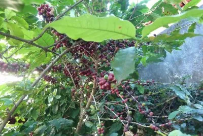Coffee plantation