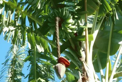 Bananas