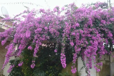 Bouganville