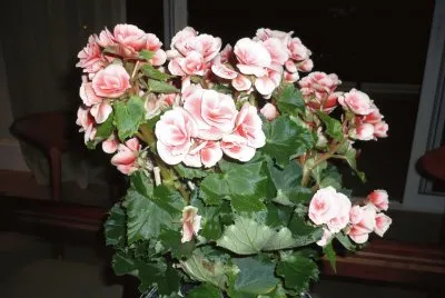 BegÃ´nia rosa, dobrada