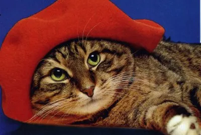 gatet
