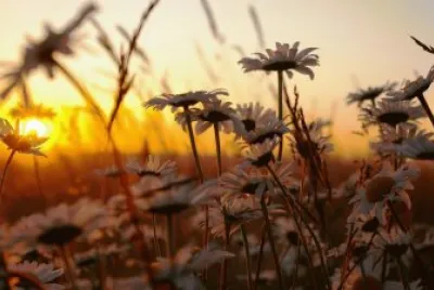 flores