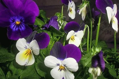 lindas viola