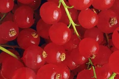 Fruits jigsaw puzzle