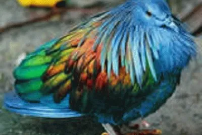 bird 5