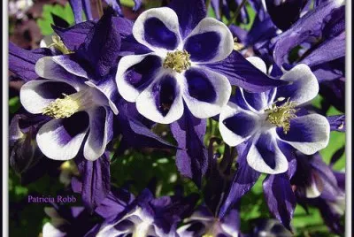 Very Pretty Flowers