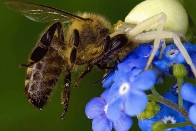 Lucha por la supervivencia