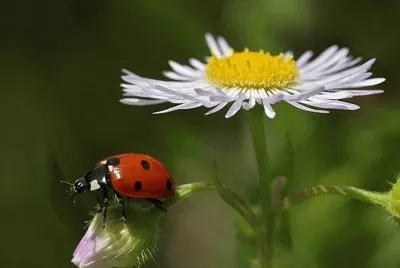 Mariquita en flor