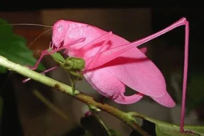 Saltamontes rosa