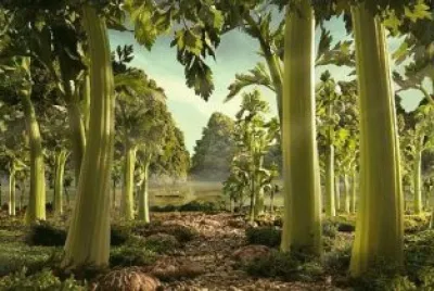 celery forest