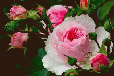 flores