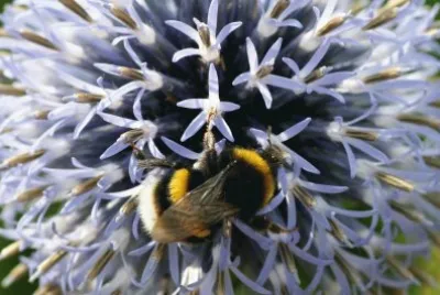 Busy Bee