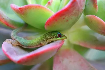 lagarto