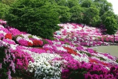 Imagenes jigsaw puzzle