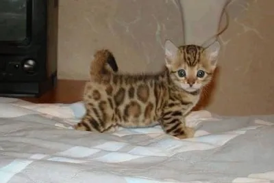 Imagenes jigsaw puzzle