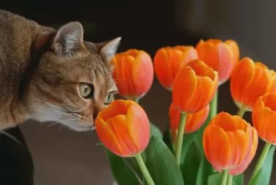 Imagenes jigsaw puzzle