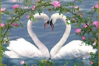 Imagenes jigsaw puzzle