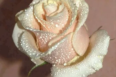 Imagenes jigsaw puzzle