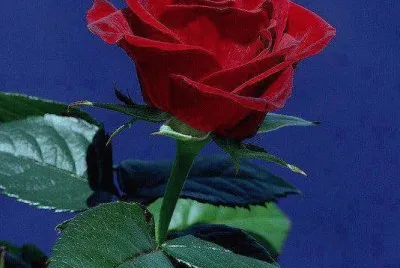 Imagenes jigsaw puzzle