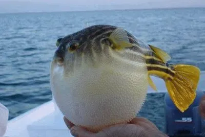 Imagenes jigsaw puzzle