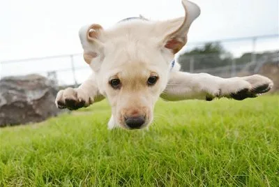 Super Can jigsaw puzzle