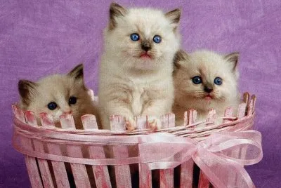 gatets jigsaw puzzle