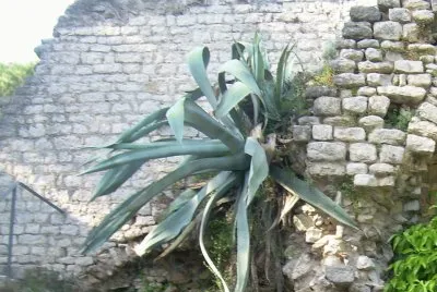 Natura jigsaw puzzle