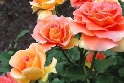 Imagen jigsaw puzzle