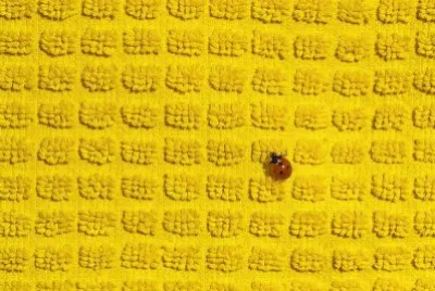 Imagen jigsaw puzzle