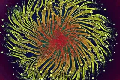 bacteria as art