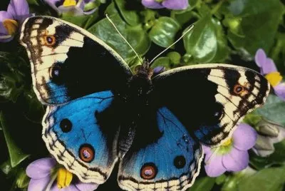 Mariposa Morfo