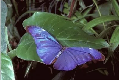 Mariposa Morfo - SudamÃ©rica