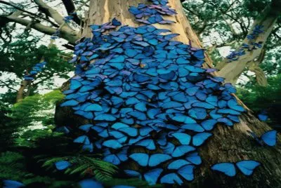 Mariposas azules - Colombia