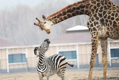 Â¿DÃ³nde estarÃ¡n los leones? jigsaw puzzle