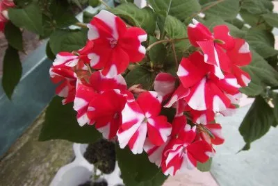 flores jigsaw puzzle
