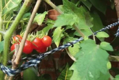 tomates